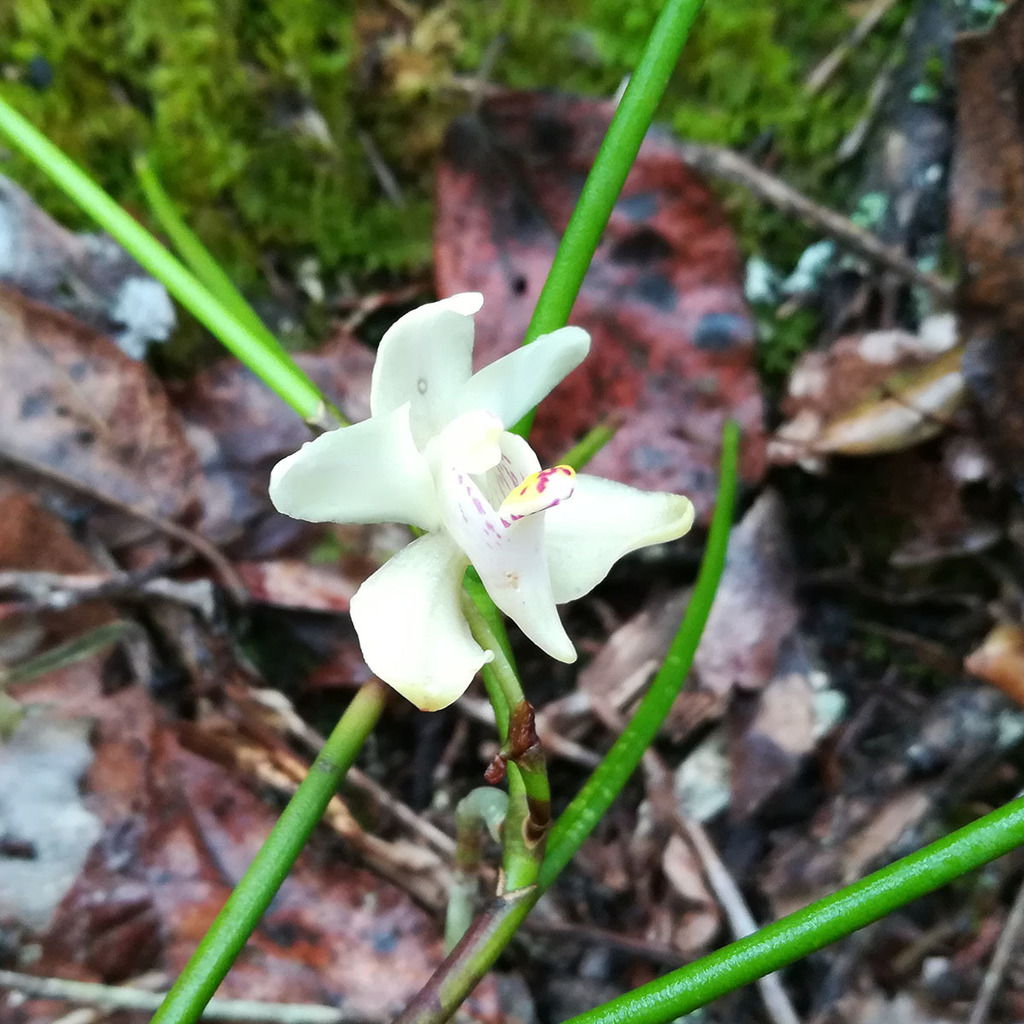 Thrixspermum filiforme