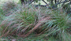 Carex longebrachiata