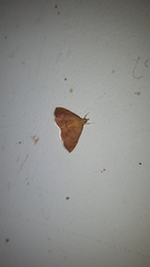 Hydrorybina polusalis