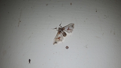 Leucinodes orbonalis