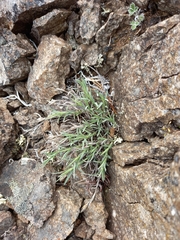 Dianthus repens