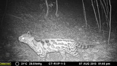Leopardus wiedii
