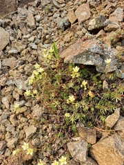 Saxifraga bronchialis funstonii
