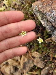 Saxifraga bronchialis funstonii