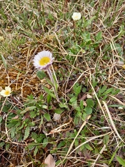 Erigeron komarovii