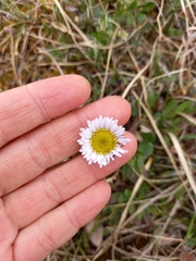 Erigeron komarovii