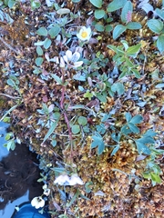 Claytonia acutifolia