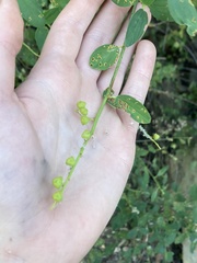 Ceanothus integerrimus macrothyrsus