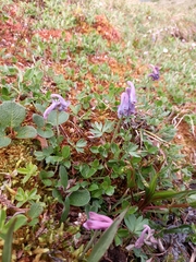 Corydalis arctica