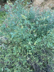 Ceanothus integerrimus macrothyrsus