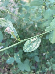 Ceanothus integerrimus macrothyrsus