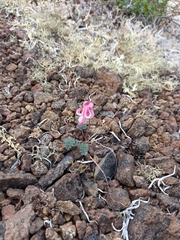Dicentra peregrina