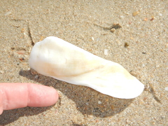 Trisidos tortuosa