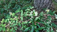 Clematis alpina sibirica