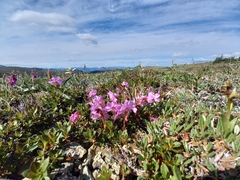 Rhododendron redowskianum