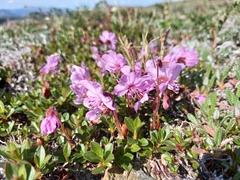 Rhododendron redowskianum