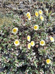 Dryas ajanensis