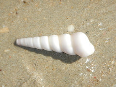 Turritella