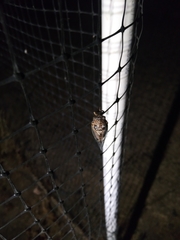 Clidophleps distanti