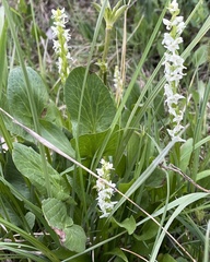Platanthera dilatata albiflora