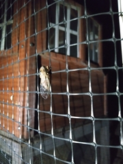 Clidophleps distanti
