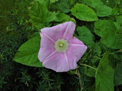 Calystegia × pulchra