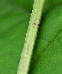 Calystegia × pulchra