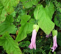 Calystegia × pulchra