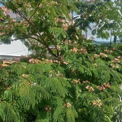 Albizia julibrissin