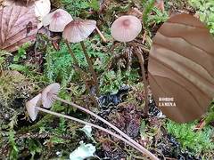 Mycena rubromarginata