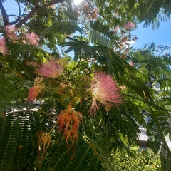 Albizia julibrissin