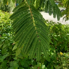Albizia julibrissin