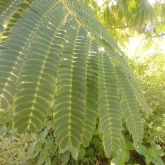 Albizia julibrissin