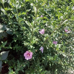 Hibiscus syriacus