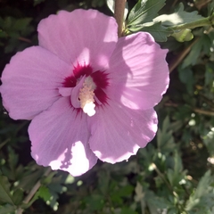 Hibiscus syriacus
