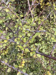 Coprosma wallii