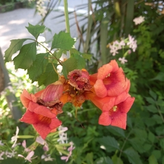 Campsis radicans