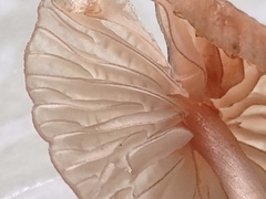 Mycena rubromarginata