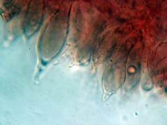 Mycena rubromarginata