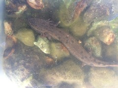 Necturus maculosus