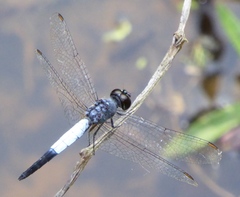 Brachydiplax farinosa