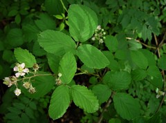 Rubus elegantispinosus