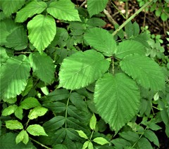 Rubus elegantispinosus