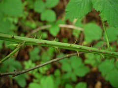 Rubus elegantispinosus