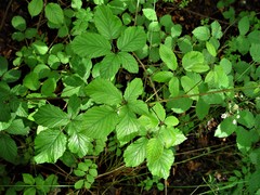 Rubus elegantispinosus
