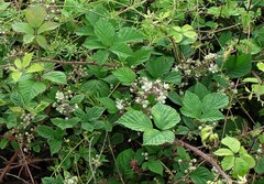 Rubus subtercanens