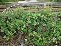 Rubus subtercanens