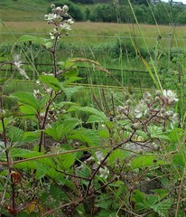 Rubus subtercanens