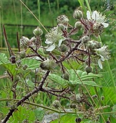 Rubus subtercanens