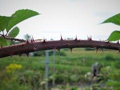 Rubus subtercanens